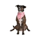 Bandana Pet de Poliéster para Ações de Marketing Kaue Confecções