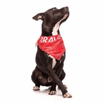 Bandana Pet em Poliéster para Brinde de Eventos Kaue Confecções